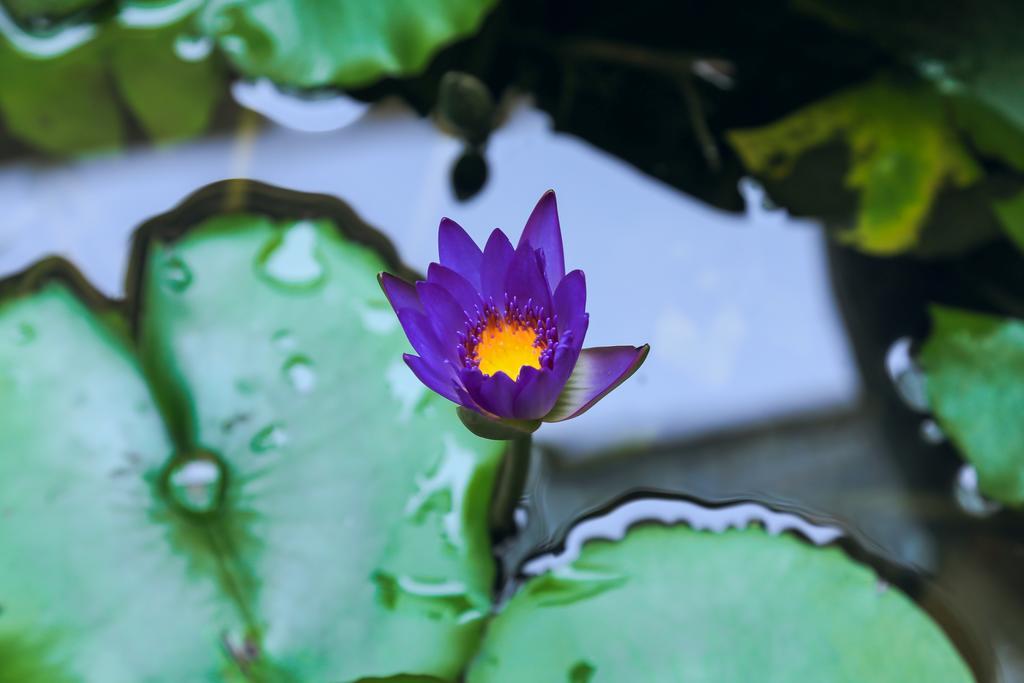 Village Love Homestay Hoi An Dış mekan fotoğraf